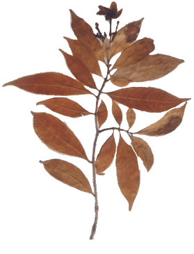 Ervatamia divaricata