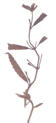 Leucas aspera