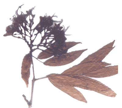Saraca indica