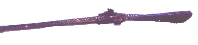 Ornamented gold guns