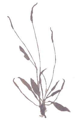 Aponogeton nataus