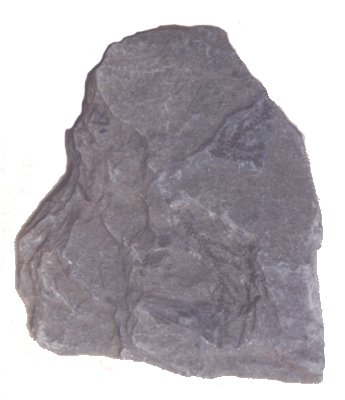 Brachyphyllum