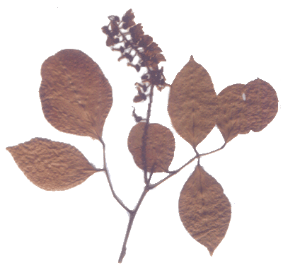 Lablab purpurescens