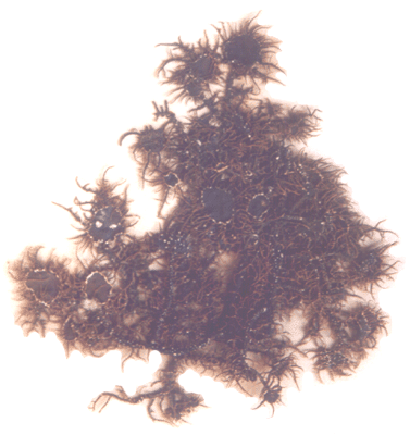 Lichens