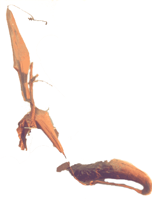 Nepenthes