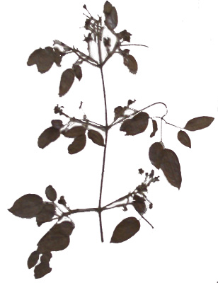 Ranunculas subpinnatus