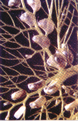 Utricularia