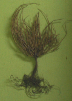Ephedra gerardiana