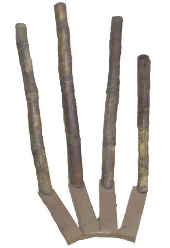 Sugarcane varieties