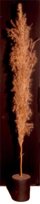 Sugarcane : Inflorescence
