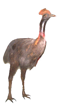 Cassowary