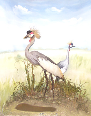 African Crowned Crane