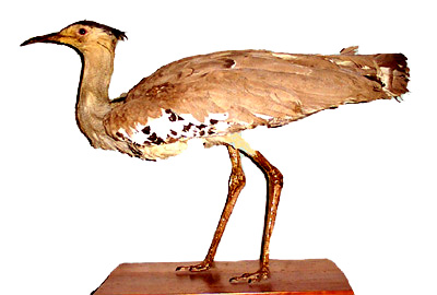 The Great Bustard (Otis tarda) 