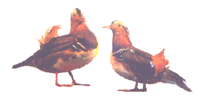 The Mandarin Duck