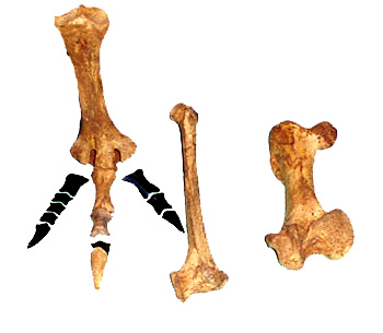 Limb Bones of Moa