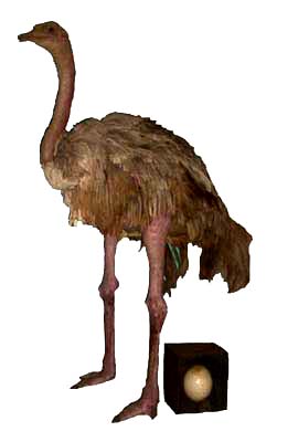 Ostrich with its egg