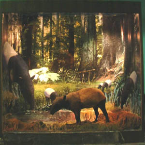 Hi-tech Diorama show case of Tapir