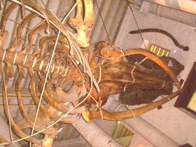 Skeleton of Baleen Whale