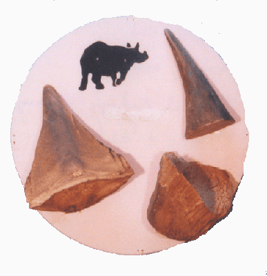 Horn of rinoceros