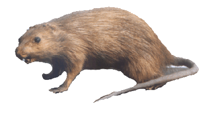 Bandicoot Rat