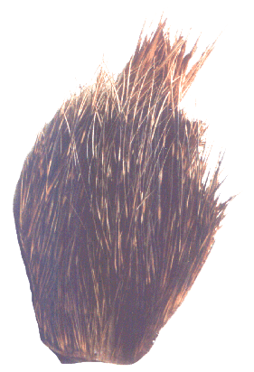 The skin of Porcupine
