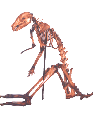 Skeleton of Kangaroo