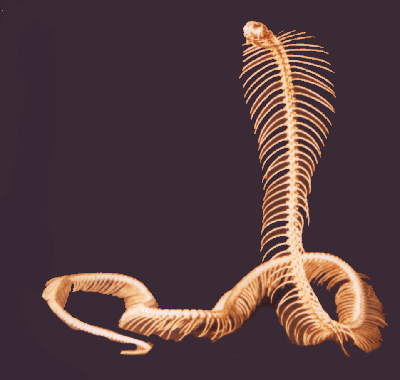 Skeleton of Cobra