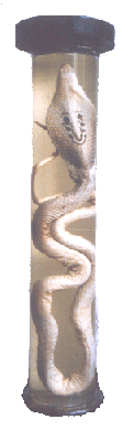 Cobra