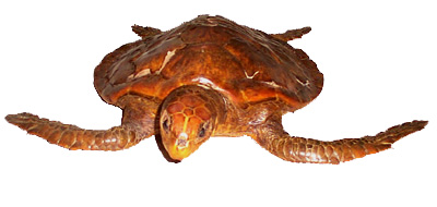 Green Turtle