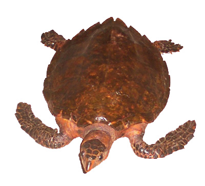 Hawk's Bill Turtle