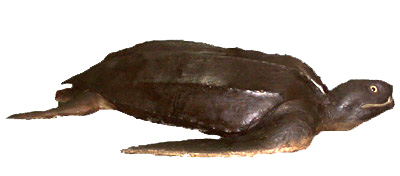 Leathery Turtle