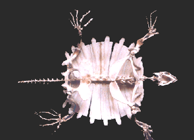 Skeleton of Trionix leithi