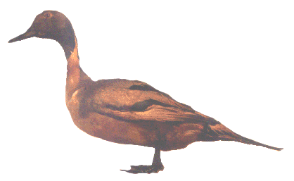 Pintail