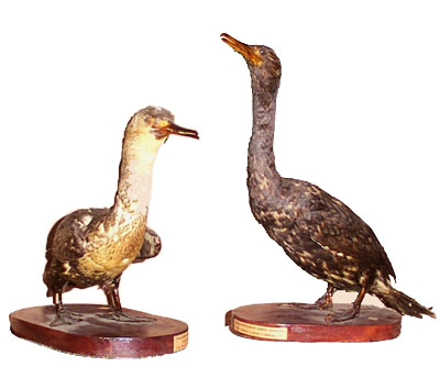 Indian Shag & Little Cormorant