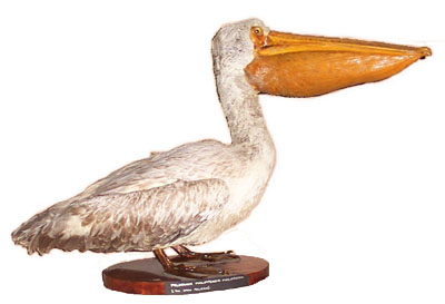 The Grey Pelican 