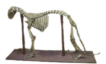 The Skeleton of Indian Panther