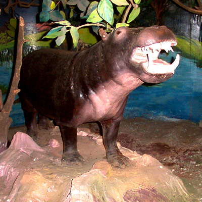 The Hippopotamus