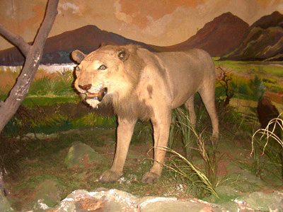 The Lion