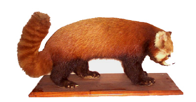 The Cat Bear or Panda
