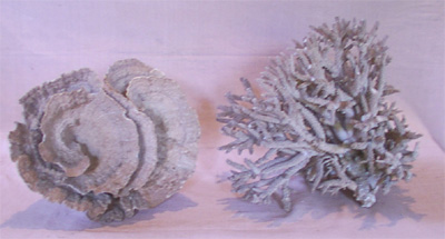 Madrepora & Montipora