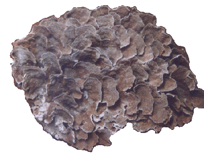 Echinophora