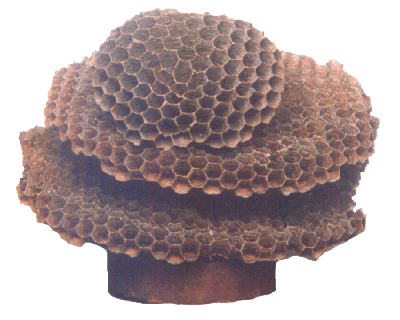 Nest of Wasp