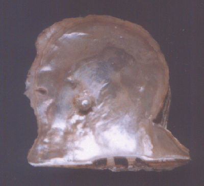 Interior view of Shell of Pearl Oyster