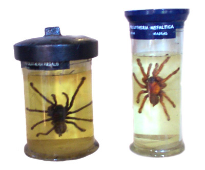 Spiders (Poecilotheria regalis and P. metallica)