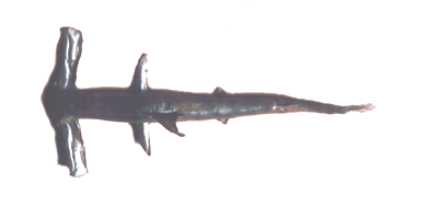 The Hammer-Headed Shark