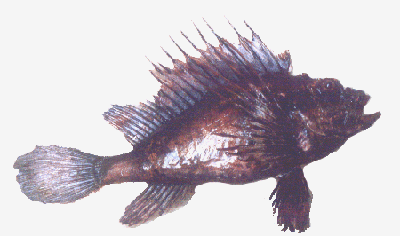 Lion or Scorpion Fish