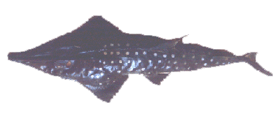 The Plough or Guitar Fish (Rhynchobatus djeddensis)
