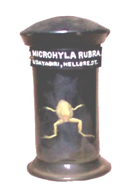 Microphyla  rubra