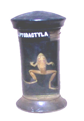 Rana  leptodactyla